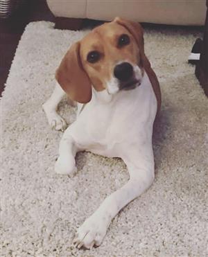 Photo of Mrs. Noble's pet beagle