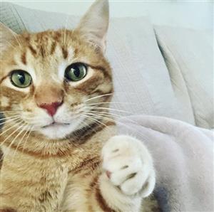 Photo of Mrs. Noble's pet orange tabby
