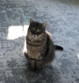 Photo of Mrs. Noble's pet tabby cat