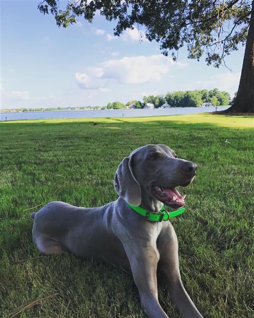 Zeus 