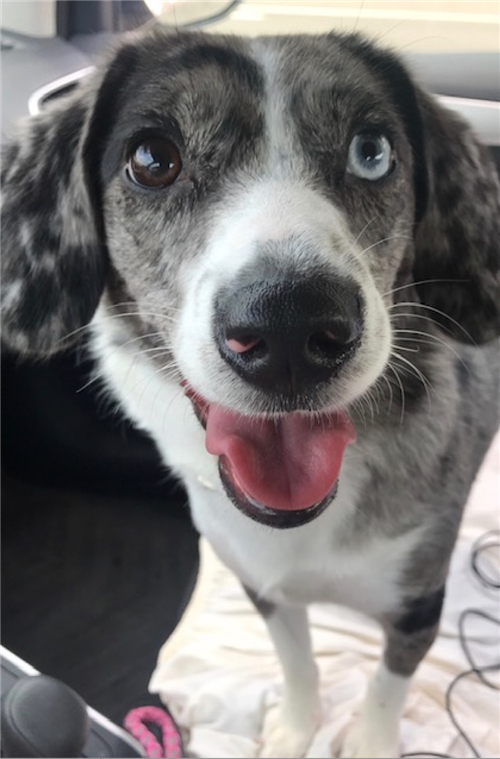 Dottie Dottie
