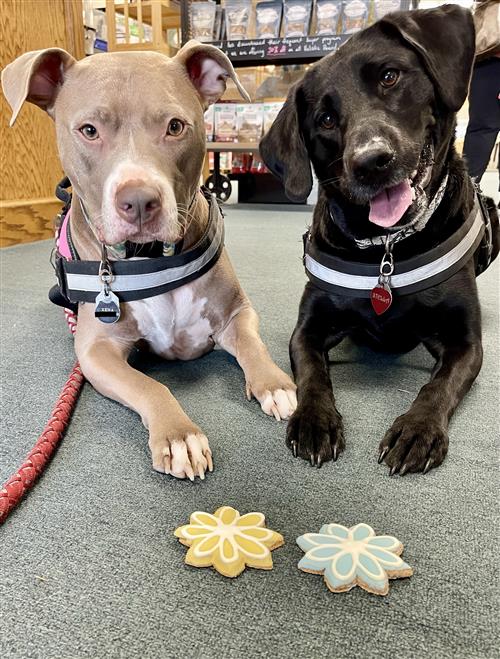 doggos