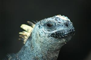 Galapagos Marine Iguana by Ken Hackman 