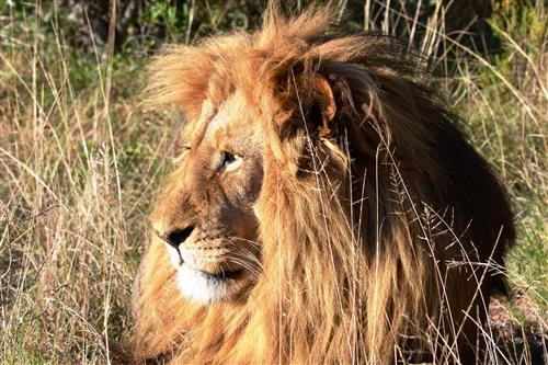 Lion in South Africa by Ken Hackman 