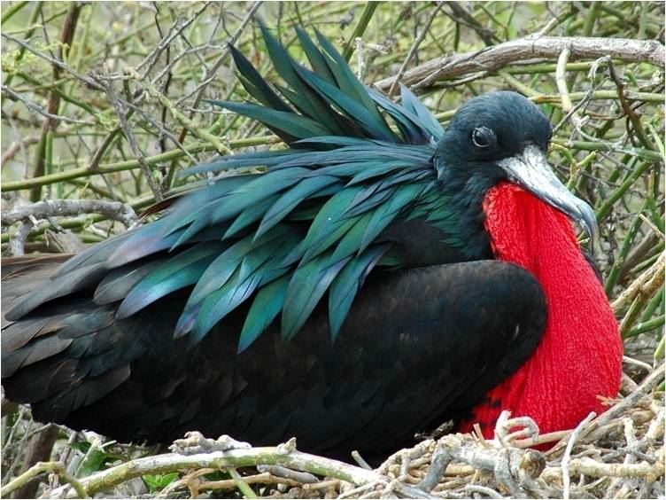 Great Frigatebird : Galapagos Islands by Ken Hackman