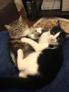 kitties kitties